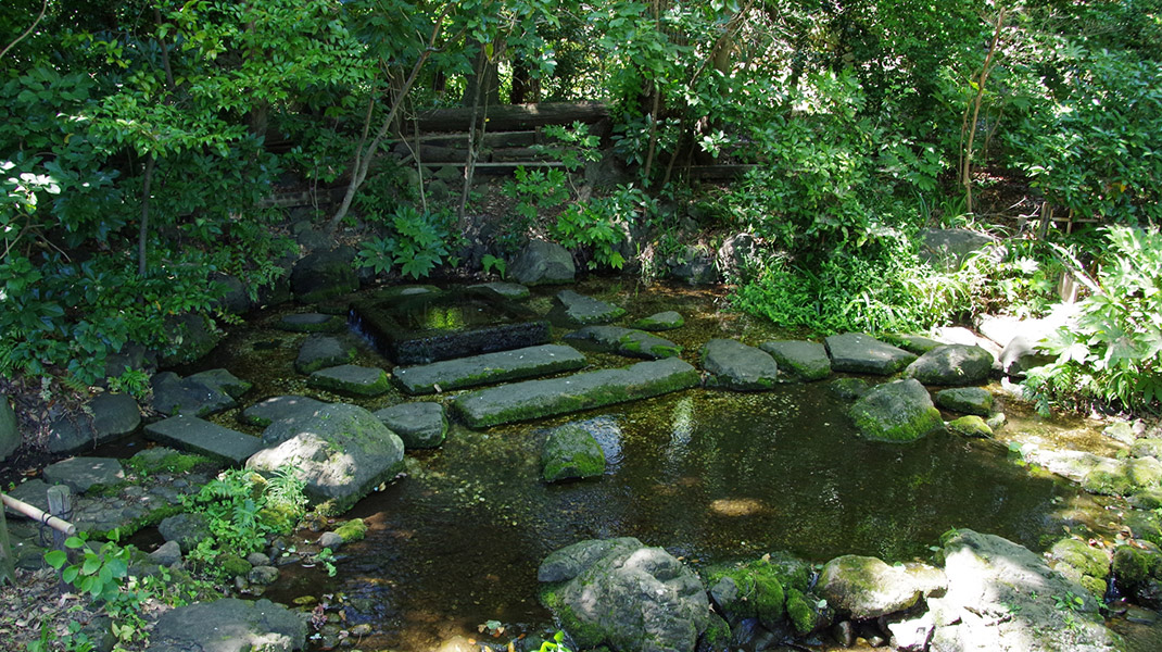 井の頭公園の湧き水