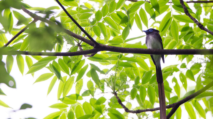 井の頭公園の野鳥