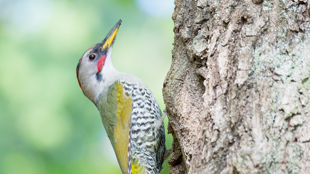 井の頭公園の野鳥