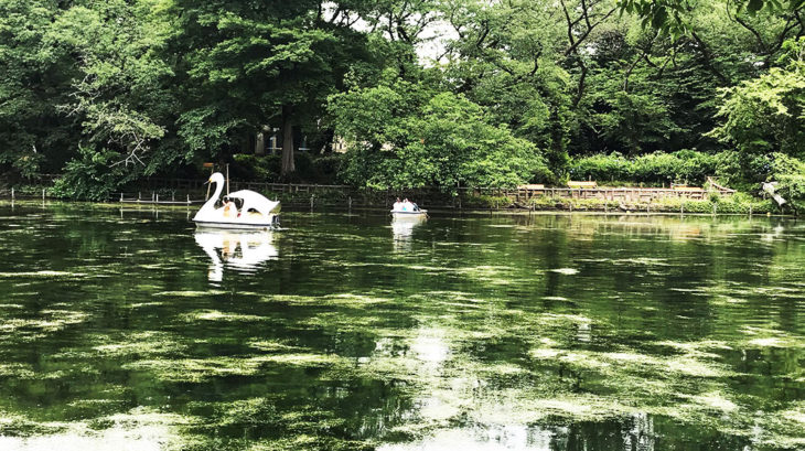 井の頭池の水草